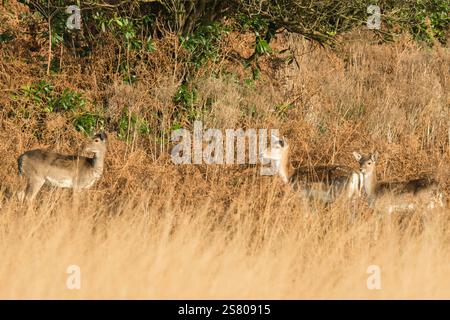 Cerf en jachère femelle adulte (Dama dama) avec jeune, Margam Country Park Wales UK. Novembre 2024 Banque D'Images