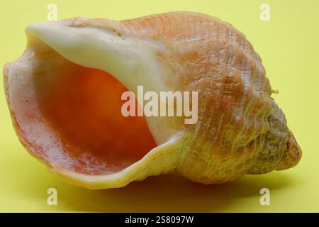Macro, gros plan studio natures mortes d'une coquille de bucco commune. Nuances d'orange, jaune, marron et blanc. Banque D'Images