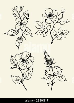 Collection d'herbes de thé dessins de contour noir et blanc de menthe, rose musquée, hibiskus, jasmin. Illustration de Vecteur