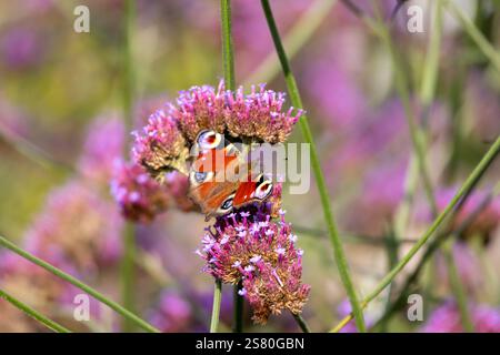 Le papillon européen Peacock (Aglais io, Inachis io) se nourrit de buddleia Banque D'Images