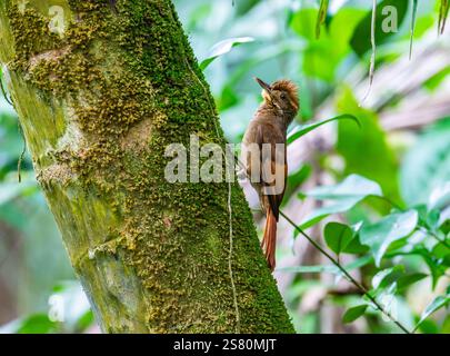 Un bûcheron à ailes Tawny (Dendrocincla anabatina) qui se nourrit d'un tronc d'arbre en forêt. Guatemala, Amérique centrale. Banque D'Images