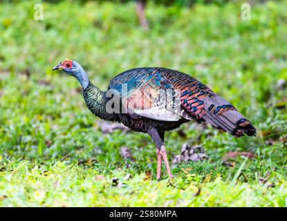 Une dinde ocellée (Meleagris ocellata) se nourrissant d'herbe verte. Parc national de Tikal, Guatemala, Amérique centrale. Banque D'Images