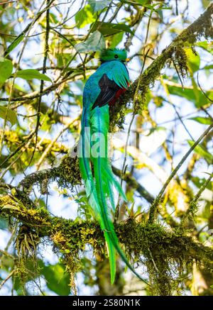 Un spectaculaire mâle resplendissant Quetzal (Pharomachrus mocinno mocinno) perché sur un arbre dans la forêt nuageuse. Guatemala, Amérique centrale. Banque D'Images