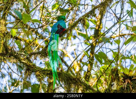 Un spectaculaire mâle resplendissant Quetzal (Pharomachrus mocinno mocinno) perché sur un arbre dans la forêt nuageuse. Guatemala, Amérique centrale. Banque D'Images