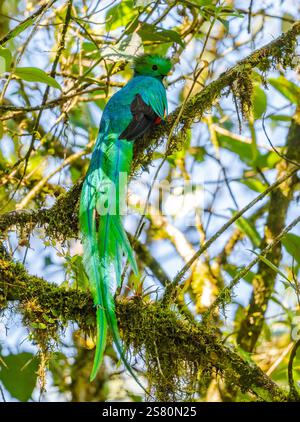Un spectaculaire mâle resplendissant Quetzal (Pharomachrus mocinno mocinno) perché sur un arbre dans la forêt nuageuse. Guatemala, Amérique centrale. Banque D'Images