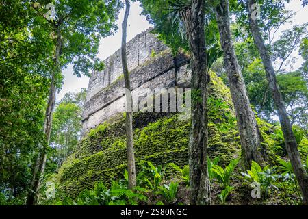 Ruines de Templo VI récupérées et entourées par la nature. Parc national de Tikal, Guatemala, Amérique centrale. Banque D'Images
