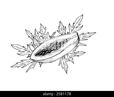 Vecteur demi-papaye tropical fruit avec des graines parmi les feuilles pointues dessinées à la main illustration isolée peinte par des encres noires. Motif plante pawpaw doux Illustration de Vecteur