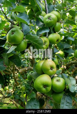 Bramley cuisant des pommes suspendues sur des branches d'arbres au milieu d'un feuillage vert luxuriant dans un verger dans le Dorset, Angleterre, Royaume-Uni Banque D'Images