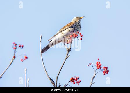 oiseaux nourrissant des baies sur l'arbre rowan. Le muguet brun ou Fieldfare, Turdus pilaris. Heure d'automne Banque D'Images