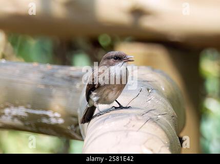 Mouches des marais ou marais alseonax, Gobemouche des marais, Muscicapa aquatica, légykapó, Lulongo, Entebbe, Ouganda, Afrique de l'est Banque D'Images