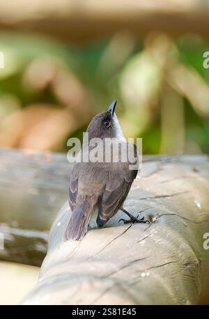 Mouches des marais ou marais alseonax, Gobemouche des marais, Muscicapa aquatica, légykapó, Lulongo, Entebbe, Ouganda, Afrique de l'est Banque D'Images