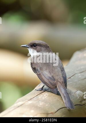 Mouches des marais ou marais alseonax, Gobemouche des marais, Muscicapa aquatica, légykapó, Lulongo, Entebbe, Ouganda, Afrique de l'est Banque D'Images