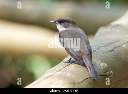 Mouches des marais ou marais alseonax, Gobemouche des marais, Muscicapa aquatica, légykapó, Lulongo, Entebbe, Ouganda, Afrique de l'est Banque D'Images