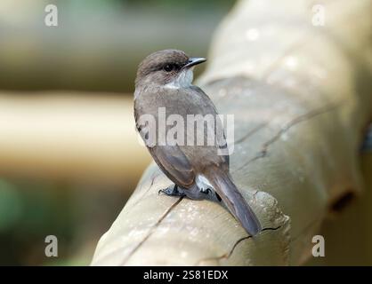 Mouches des marais ou marais alseonax, Gobemouche des marais, Muscicapa aquatica, légykapó, Lulongo, Entebbe, Ouganda, Afrique de l'est Banque D'Images