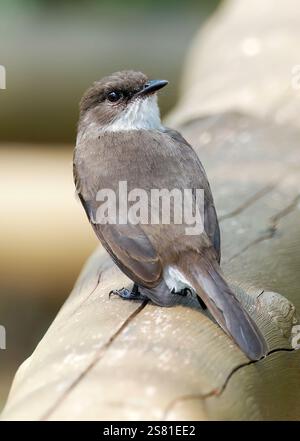 Mouches des marais ou marais alseonax, Gobemouche des marais, Muscicapa aquatica, légykapó, Lulongo, Entebbe, Ouganda, Afrique de l'est Banque D'Images
