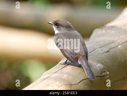 Mouches des marais ou marais alseonax, Gobemouche des marais, Muscicapa aquatica, légykapó, Lulongo, Entebbe, Ouganda, Afrique de l'est Banque D'Images