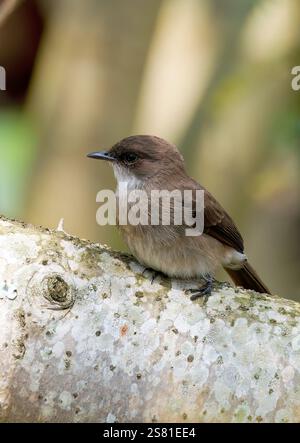 Mouches des marais ou marais alseonax, Gobemouche des marais, Muscicapa aquatica, légykapó, Lulongo, Entebbe, Ouganda, Afrique de l'est Banque D'Images