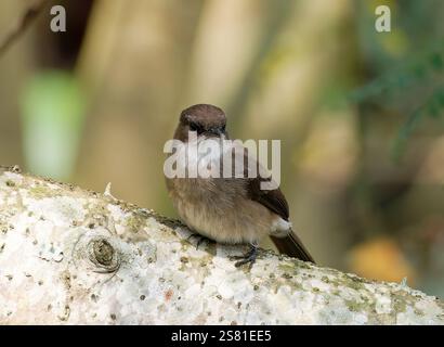 Mouches des marais ou marais alseonax, Gobemouche des marais, Muscicapa aquatica, légykapó, Lulongo, Entebbe, Ouganda, Afrique de l'est Banque D'Images