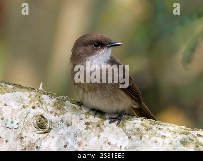 Mouches des marais ou marais alseonax, Gobemouche des marais, Muscicapa aquatica, légykapó, Lulongo, Entebbe, Ouganda, Afrique de l'est Banque D'Images