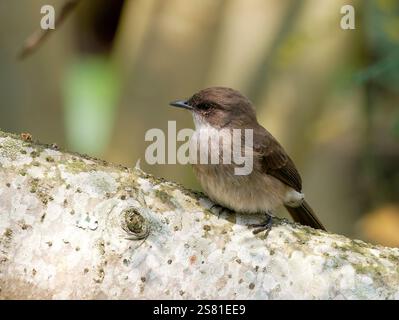 Mouches des marais ou marais alseonax, Gobemouche des marais, Muscicapa aquatica, légykapó, Lulongo, Entebbe, Ouganda, Afrique de l'est Banque D'Images