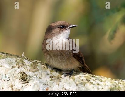 Mouches des marais ou marais alseonax, Gobemouche des marais, Muscicapa aquatica, légykapó, Lulongo, Entebbe, Ouganda, Afrique de l'est Banque D'Images