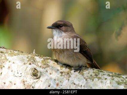 Mouches des marais ou marais alseonax, Gobemouche des marais, Muscicapa aquatica, légykapó, Lulongo, Entebbe, Ouganda, Afrique de l'est Banque D'Images