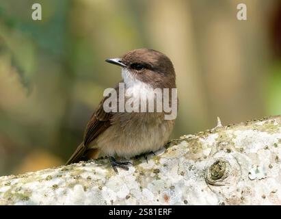 Mouches des marais ou marais alseonax, Gobemouche des marais, Muscicapa aquatica, légykapó, Lulongo, Entebbe, Ouganda, Afrique de l'est Banque D'Images