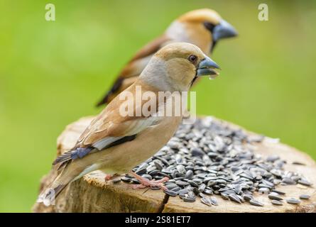 Petits oiseaux se nourrissant d'une mangeoire d'oiseaux avec des graines de tournesol. Hawfinch. Coccothraustes coccothraustes Banque D'Images
