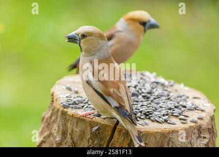Petits oiseaux se nourrissant d'une mangeoire d'oiseaux avec des graines de tournesol. Hawfinch. Coccothraustes coccothraustes Banque D'Images