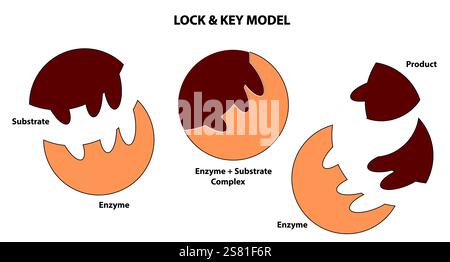 Modèle d'activité enzymatique : modèle Induced Fit d'action catalytique avec substrat et produit Illustration de Vecteur