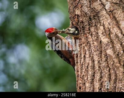 Bird Great Spotted Woodpecker nourrissant des poussins apportant des insectes dans le bec à l'arbre creux dans le parc de printemps Banque D'Images
