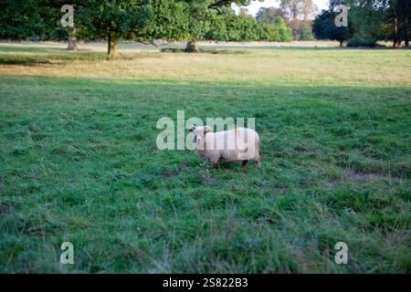 Une scène sereine d'un mouton pâturant paisiblement sur une prairie verdoyante, Banque D'Images