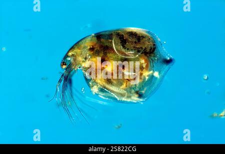 Puce d'eau (Daphnia pulex), à 20x Banque D'Images