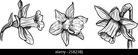 Collection de jonquilles dessinées à la main Illustration de Vecteur