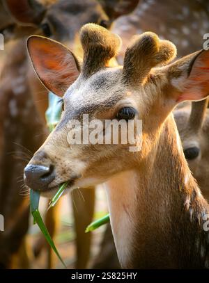 Le cerf d'ELD paissant paisiblement sur l'herbe verte luxuriante dans son habitat naturel, mettant en valeur la beauté de la faune et les efforts de conservation. Banque D'Images