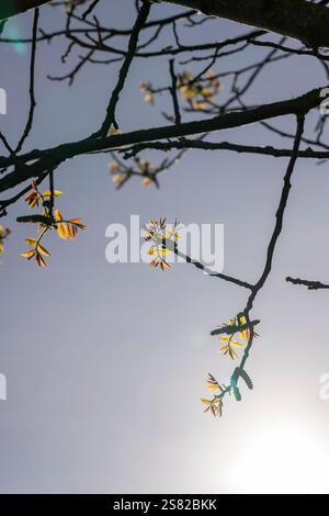 le premier feuillage et fleurs en forme de boucles d'oreilles en noyer, branches avec feuillage et fleurs de noyer sur un fond de ciel bleu Banque D'Images