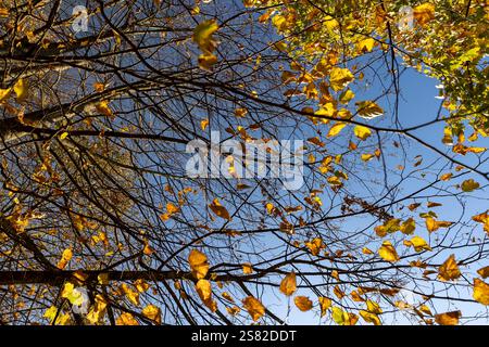 Le dernier feuillage jaune du tilleul sur les branches par temps ensoleillé d'automne, beau feuillage de tilleul pendant l'été indien chaud en aut chaud Banque D'Images