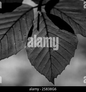 Une image en gros plan, semi-abstraite, noir et blanc de feuilles de hêtre avec la lumière du soleil qui brille à travers, montrant les veines et les cellules individuelles de la plante. Banque D'Images