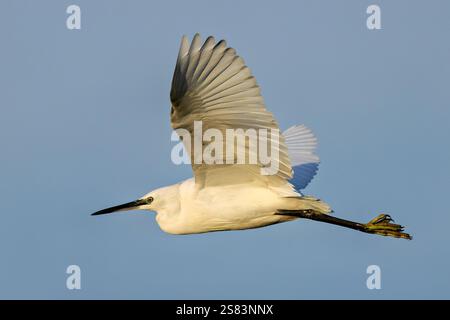 La petite aigrette se nourrit de poissons, d'insectes et de crustacés. Repéré à Bull Island, Dublin, un havre de faune sauvage. Banque D'Images