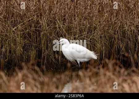 La petite aigrette se nourrit de poissons, d'insectes et de crustacés. Repéré à Bull Island, Dublin, un havre de faune sauvage. Banque D'Images