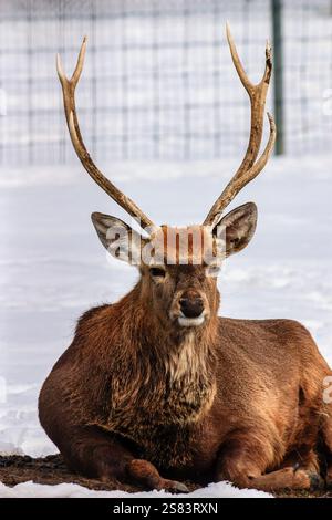 Un cerf avec de gros bois est couché dans la neige. Concept de calme et de tranquillité, car le cerf semble reposer dans son habitat naturel Banque D'Images