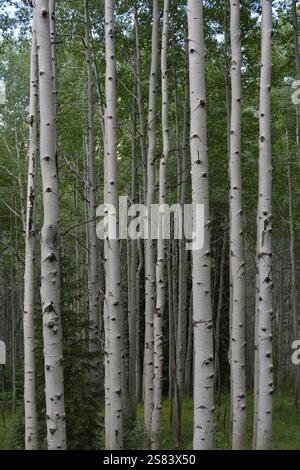 Tremblement des arbres d'Aspen Banque D'Images