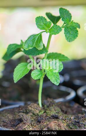 Origan, plante origanum vulgare utilisée comme herbes culinaires, plantes exposées dans des plateaux à la pépinière Banque D'Images