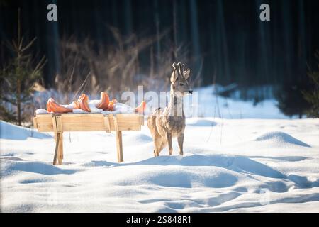 Un jeune cerf avec de petits bois se tient dans un champ enneigé près d'une station d'alimentation en bois remplie de fruits oranges, avec une lisière de forêt en arrière-plan. Banque D'Images