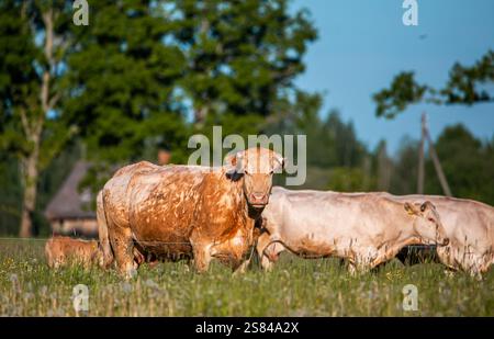 Un groupe de vaches pèle dans un champ ouvert sous un ciel bleu. Une vache brun clair et blanche fait face à la caméra. Les arbres, une ferme et des fleurs sauvages sont visibl Banque D'Images