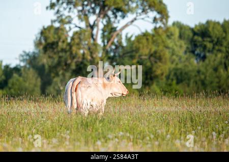 Une vache blanche avec des marques brun clair se dresse dans les hautes herbes et les fleurs sauvages, face à droite. De grands arbres feuillus et un ciel bleu vif forment l'arrière-plan. Banque D'Images