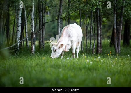 Une vache blanche avec des marques brun clair paît dans une zone herbeuse entourée de bouleaux, avec des fleurs sauvages et de grands arbres feuillus en arrière-plan. Banque D'Images