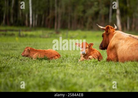 Une vache à fourrure brun clair et à cornes repose sur un champ herbeux avec deux veaux, l'un assis debout et l'autre couché, près d'une forêt de grands arbres Banque D'Images