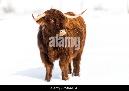 Une vache des Highlands avec une longue fourrure brun rougeâtre et des cornes courbées se tient dans un champ couvert de neige. Des flocons de neige parsèment son pelage, avec des arbres faiblement visibles derrière Banque D'Images