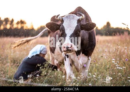 Une vache noire et blanche se dresse dans un champ de marguerites et de fleurs violettes au coucher du soleil. Une personne en foulard est assise derrière la vache, avec des arbres dans le dos Banque D'Images